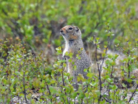 Denali birding