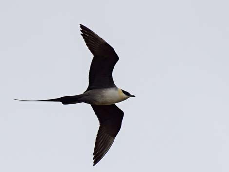 Denali birding