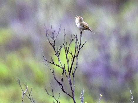 Denali birding