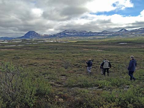 Denali birding