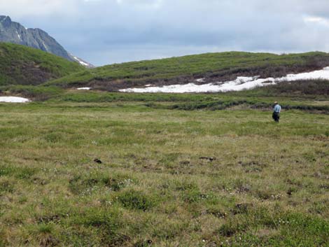 Denali birding