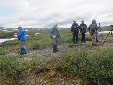 Denali birding