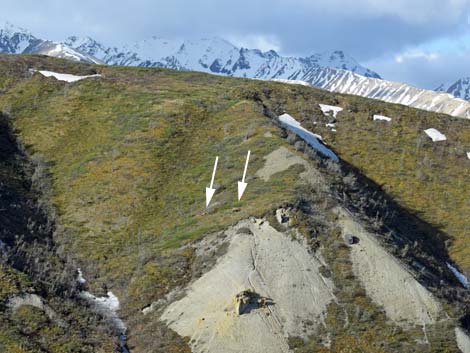 Denali birding