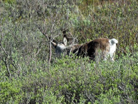 Denali birding