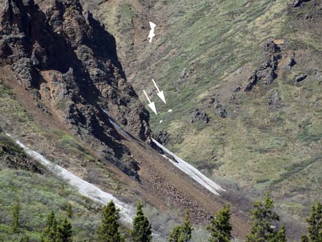 Denali birding