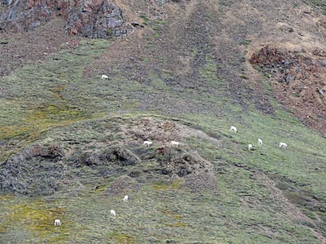 Denali birding