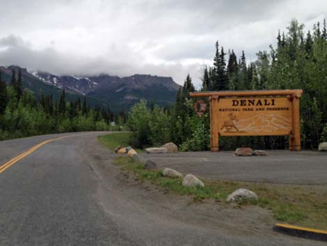 Denali birding