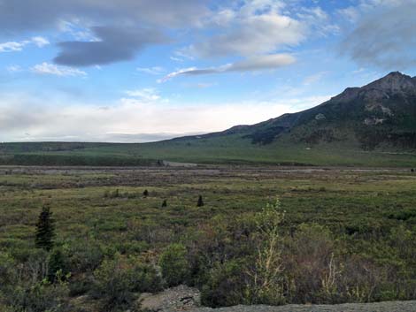 Denali birding