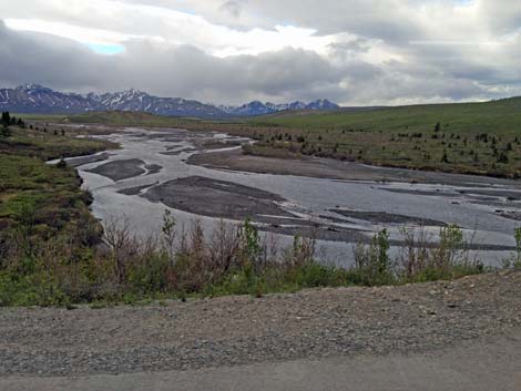 Denali birding