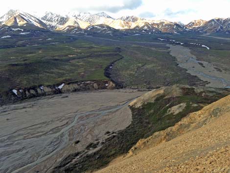 Denali birding