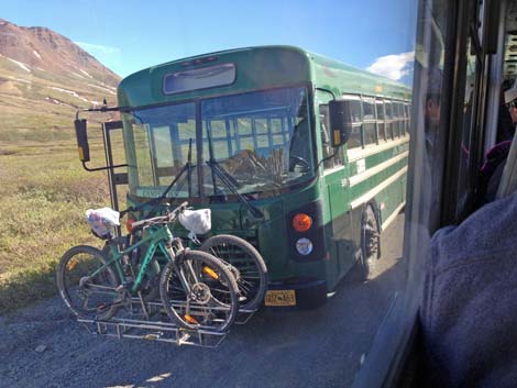 Denali birding