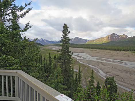 Denali birding