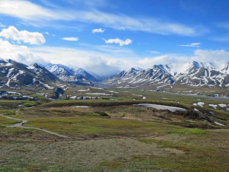 Denali birding