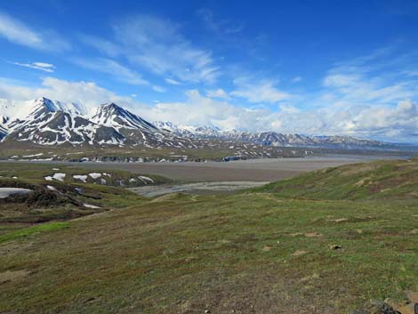 Denali birding