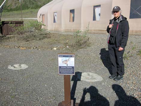 Denali birding