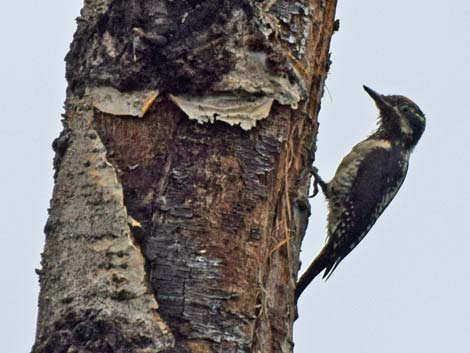 Denali birding