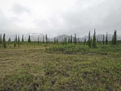 Denali birding