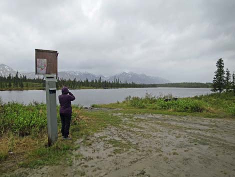 Denali birding