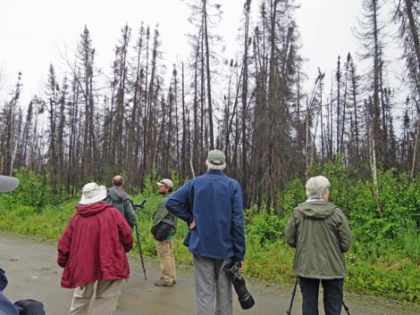 Denali birding