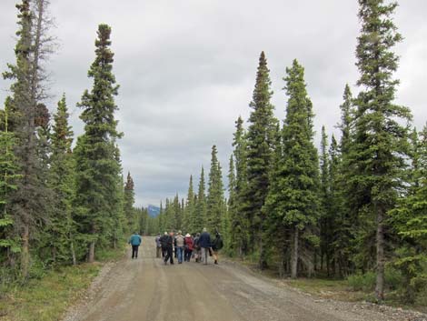 Denali birding