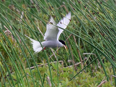 Seward birding