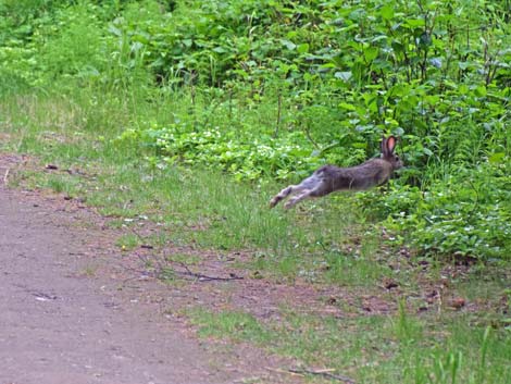 Seward birding