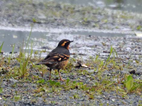 Seward birding