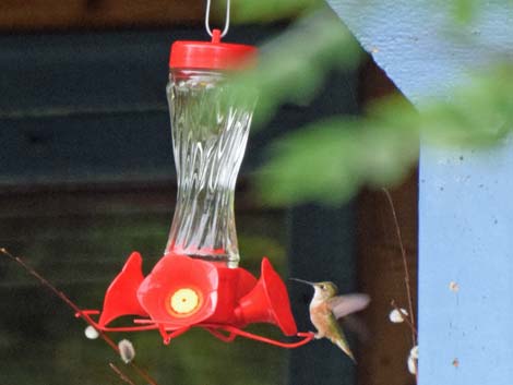 Seward birding