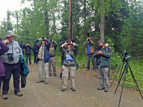 Seward birding