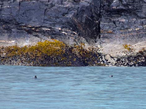 Seward birding