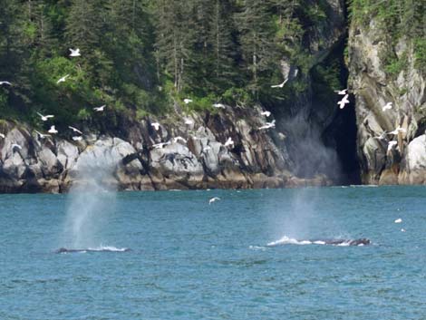 Seward birding