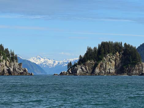 Seward birding