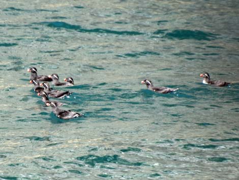 Seward birding