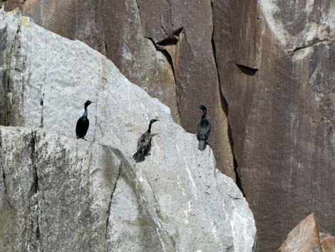 Seward birding