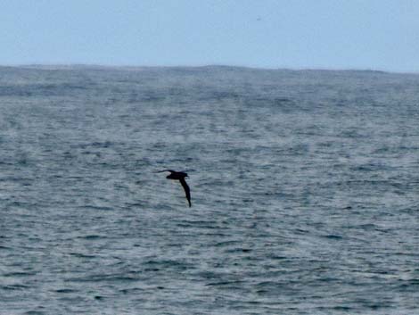 Seward birding