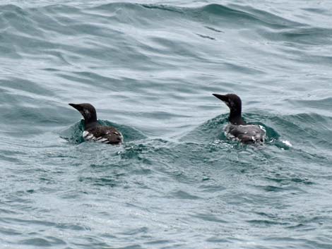 Seward birding