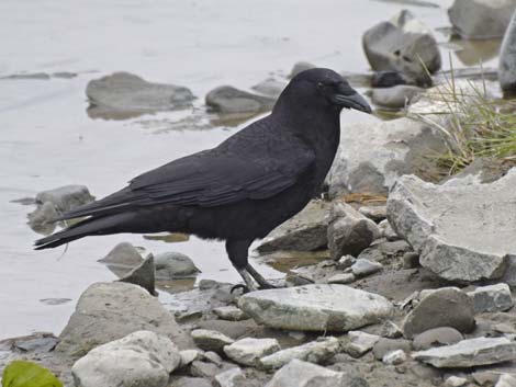 Seward Birding