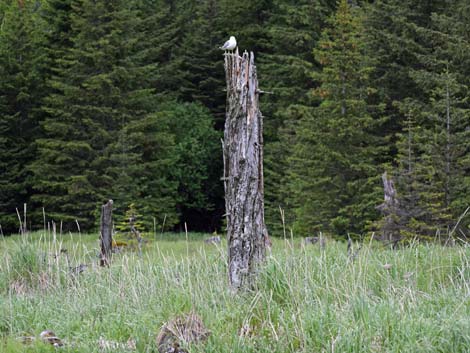 Seward Birding