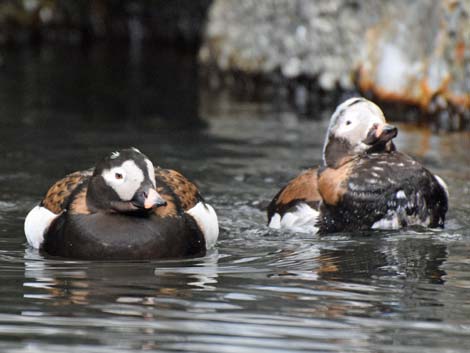 Seward Birding