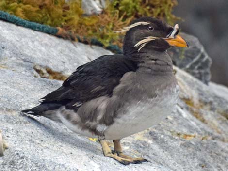 Seward Birding