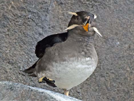 Seward Birding