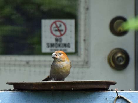 Seward Birding