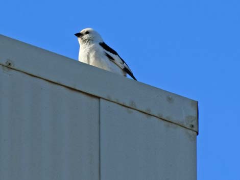 Barrow Birding