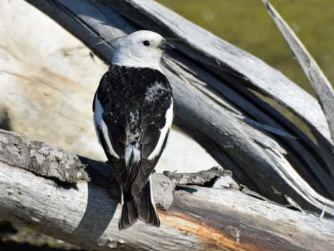 Barrow Birding