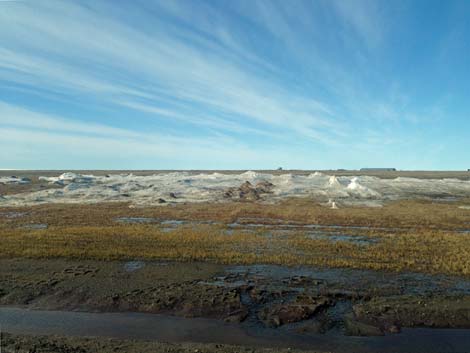 Barrow Birding