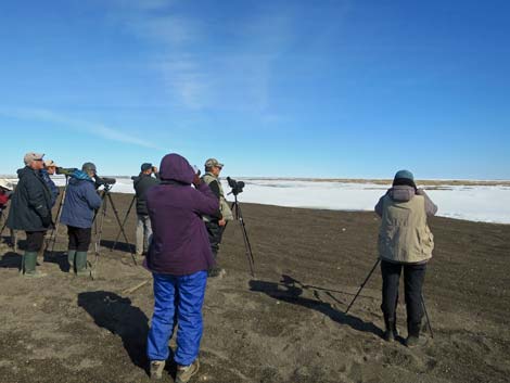 Barrow Birding