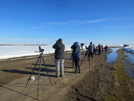 Barrow Birding