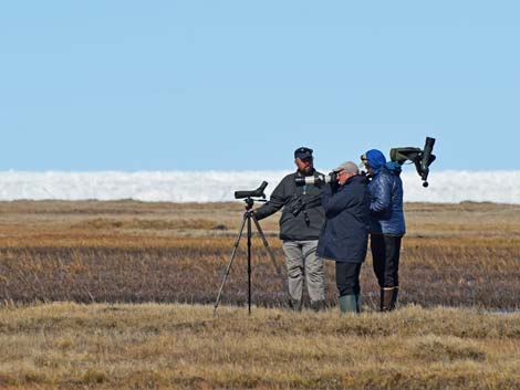 Barrow birding