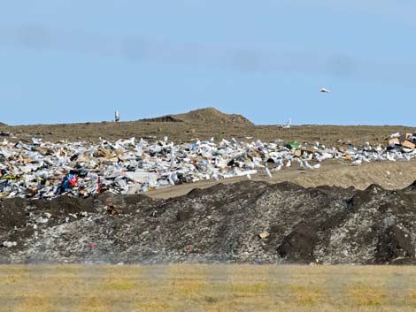 Barrow birding