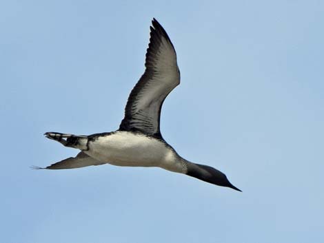 Barrow birding